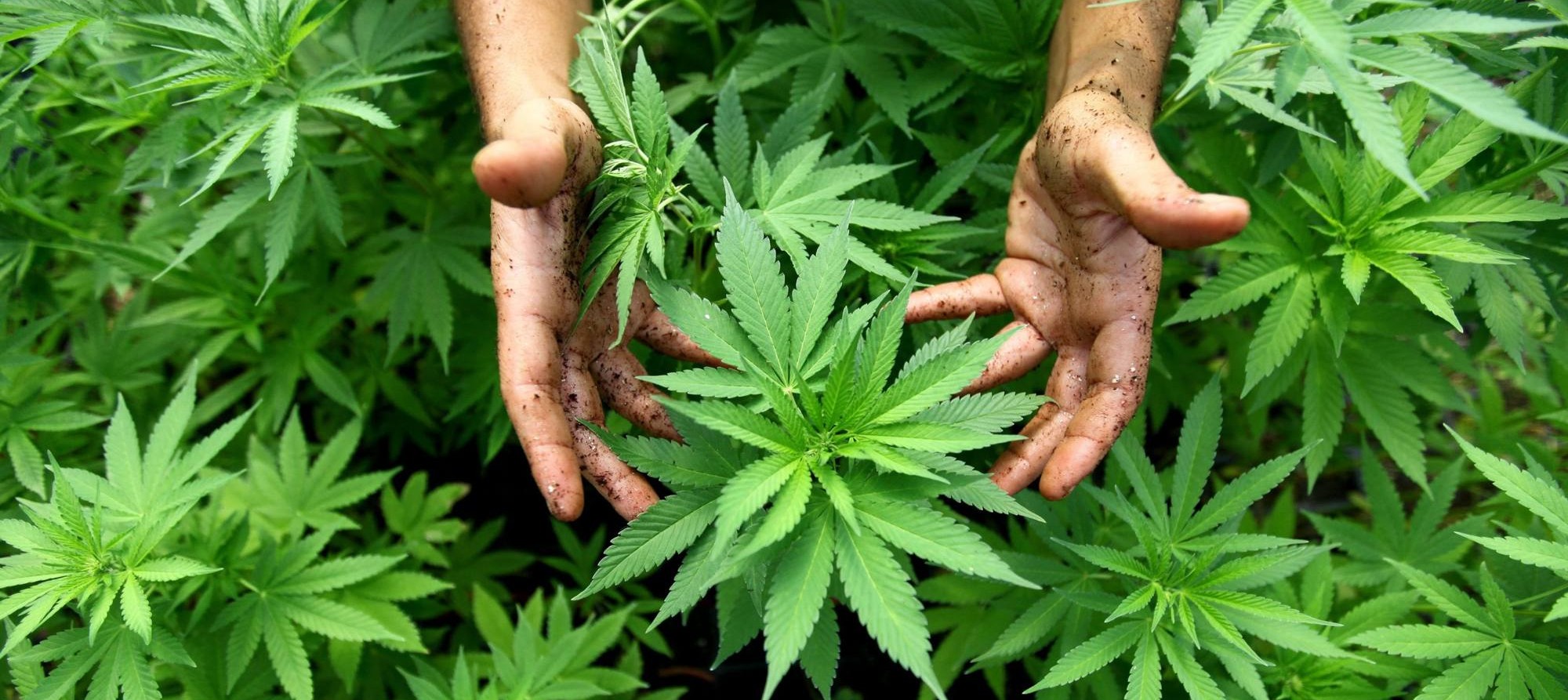 Cultiver Son Cannabis